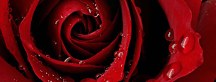 Ruža Panoráma obraz zs343